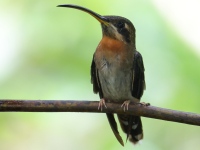 FL6A2048Band-tailed_Barbthroat