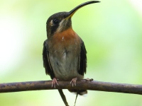 FL6A2066Band-tailed_Barbthroat