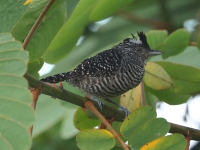 FL6A2067Barred_Antshrike