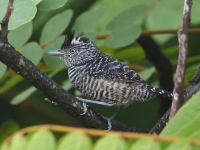 FL6A2101Barred_Antshrike