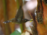 FL6A2158Band-tailed_Barbthroat