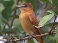 FL6A2186Cinnamon_Becard
