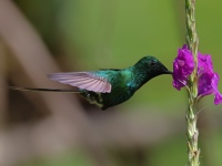 FL6A2258Green_Thorntail