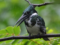 FL6A2363Amazon_Kingfisher