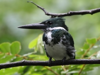 FL6A2374Amazon_Kingfisher