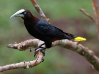 FL6A2415Chestnut-headed_Oropendola