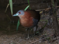FL6A2426White-throated_Crake