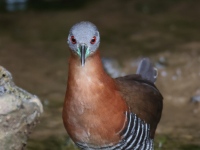 FL6A2441White-throated_Crake