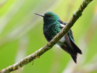 FL6A2738Garden_Emerald