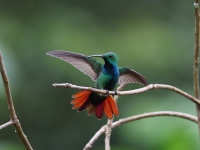FL6A2783Green-breasted_Mango