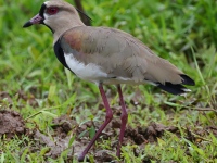 FL6A2838Southern_Lapwing