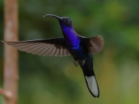 FL6A2839Violet_Sabrewing