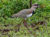 FL6A2845Southern_Lapwing