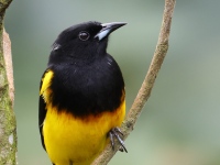 FL6A2917Black-cowled_Oriole