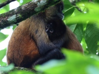 FL6A2918Spider_Monkey