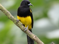FL6A2930Black-cowled_Oriole