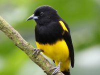 FL6A2935Black-cowled_Oriole