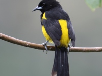 FL6A2945Black-cowled_Oriole