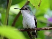 FL6A2984Female_Snowcap
