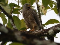 FL6A3049Roadside_Hawk