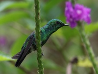 FL6A3050Garden_Emerald