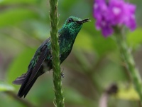 FL6A3052Garden_Emerald