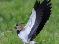 FL6A3056Southern_Lapwing