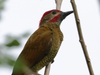 FL6A3063Golden-olive_Woodpecker