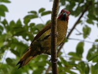 FL6A3068Golden-olive_Woodpecker