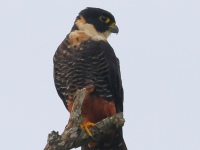 FL6A3074Bat_Falcon