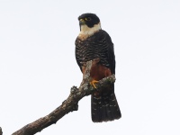 FL6A3078Bat_Falcon