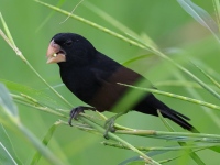 FL6A3101Nicaraguan_Seed-Finch