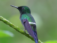 FL6A3104Green_Thorntail