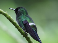 FL6A3126Green_Thorntail