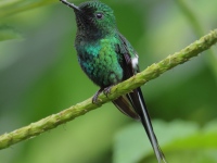 FL6A3134Green_Thorntail