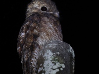 FL6A3196Great_Potoo
