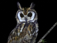 FL6A3217Striped_Owl