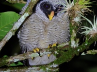 FL6A3245Black-and-White_Owl_Juv