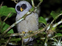 FL6A3252Juv_Black-and-White_Owl