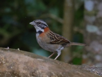 FL6A3325Rufous-collared_Sparrow