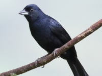 FL6A3372White-Lined_Tanager