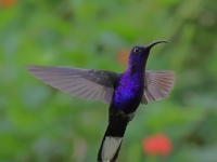 FL6A3415Violet_Sabrewing
