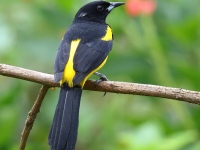 FL6A3423Black-cowled_Oriole