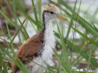 FL6A3427Northern_Jacana