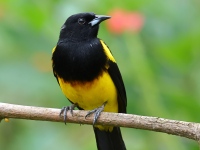 FL6A3448Black-cowled_Oriole