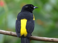 FL6A3463Black-cowled_Oriole