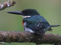 FL6A3472Green_Kingfisher