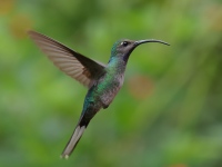 FL6A3474Female_Violet_Sabrewing