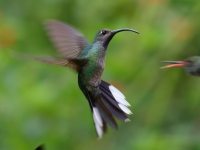 FL6A3475Female_Violet_Sabrewing
