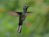 FL6A3477Female_Violet_Sabrewing